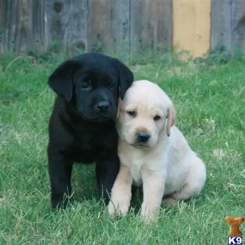 labrador disponivel- leve ja o seu