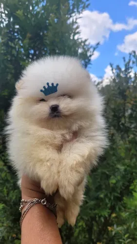 Spitz alemão padrão boo com 58 dias vacinado 