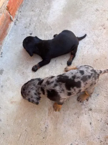 Filhotes de Basset 