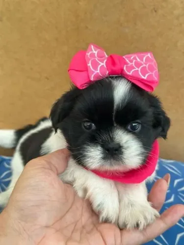 Shih tzu Qualidade, saúde e procedência garantida