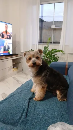 Cachorro Yorkshire terrier