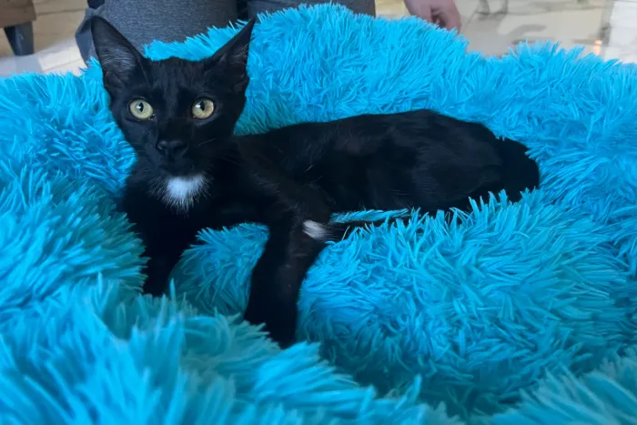 Adote gato preto da sorte - 90 dias 