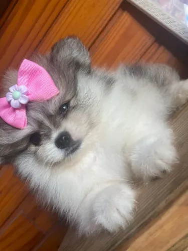 Spitz Alemão anão / lulu da pomerânia