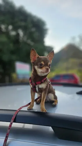 Chihuahua