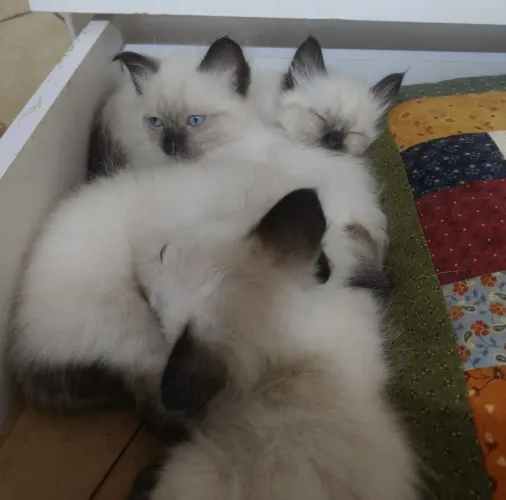 Gatos para doação 