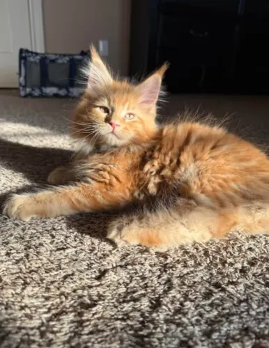Maine coon -gatos gigantes 