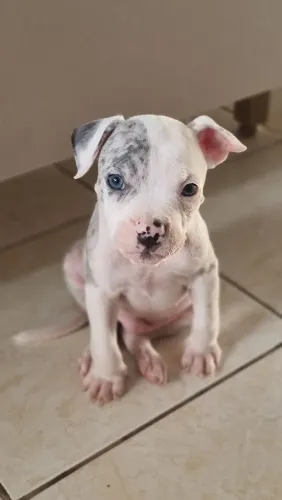 Pit Bull Merle