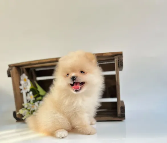 Spitz alemão lindos bebês