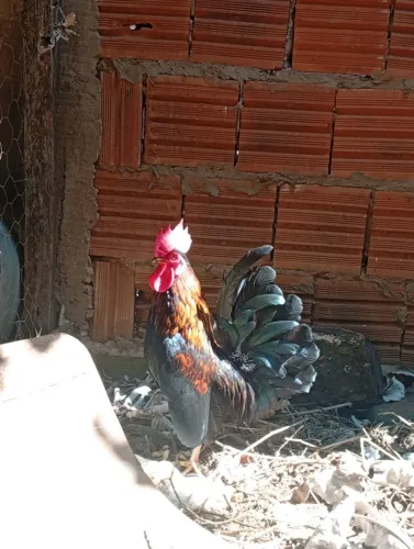Galo garnize a venda