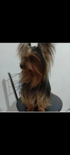 Vendo ou troco York macho
