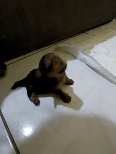 EN VENTA CACHORROS YORKIE TERRIER 