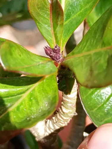 Rosa do deserto roxa negra de semente já com botões florais retirada conj esperança 