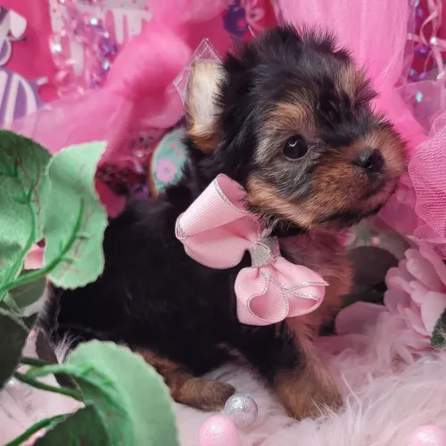 Yorkshire Terrier/ Um amor pequenininho