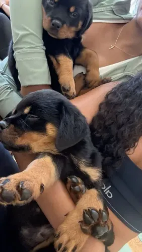 Rottweiler Um doguinho lindo para quem não quer passar despercebido