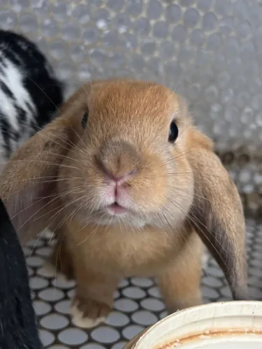 Coelho mini lop uruguaio
