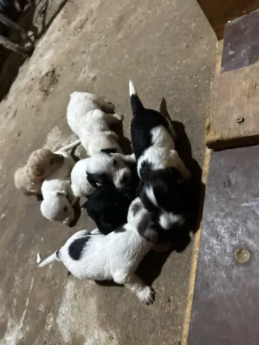Cachorrinhos pra doação 1 mês de nascidos 