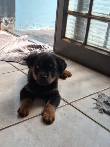 Vende-se rottweiler macho