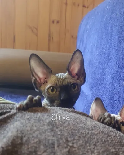 Filhote gato sphynx
