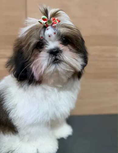 Vendo filhote de Shi-tzu