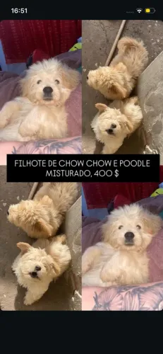 VENDO FILHOTE DE CHAW CHAW E POODLE MISTURADO
