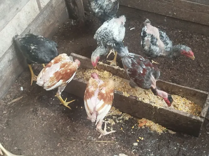 Lote de frango mestiço de raças