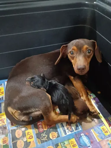 Vendo filhotes de Daschund, raça pura