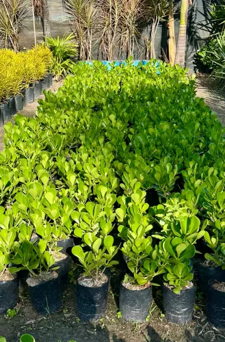 MUDAS DE PLANTAS ORNAMENTAIS NATURAIS