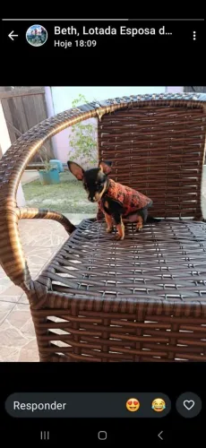Filhote de pinscher