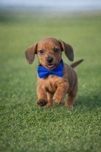 Lindo Daschound macho caramelo! Imperdível 