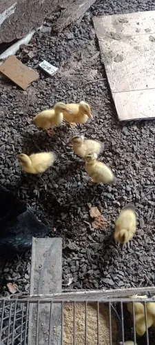 Patinhos e marrequinhos com e sem pompom. Matrizes selecionadas.