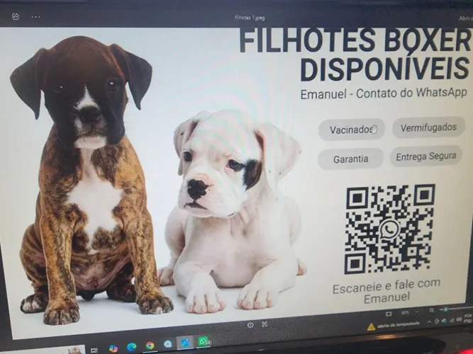 Filhotes