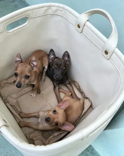Pinscher