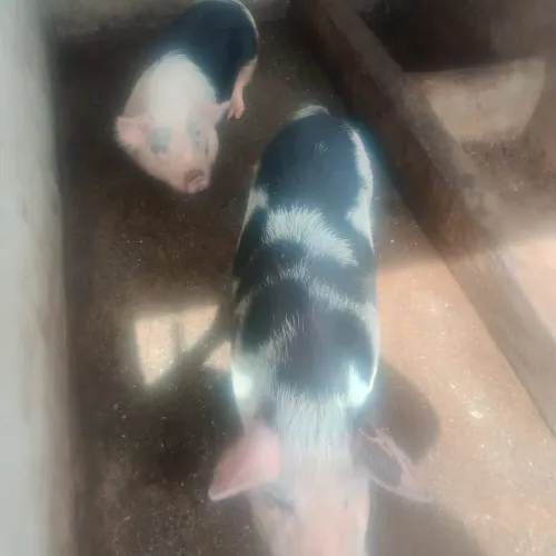 Casal de mini porco 