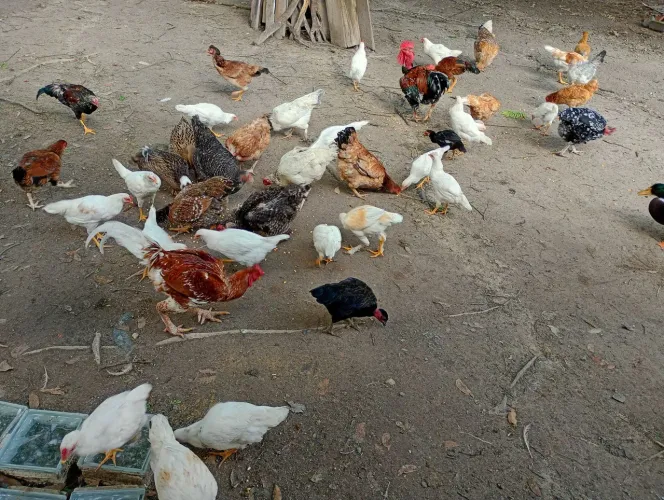 Vendo galinha caipira