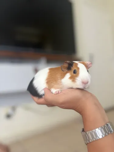 Porquinho da índia + cercado