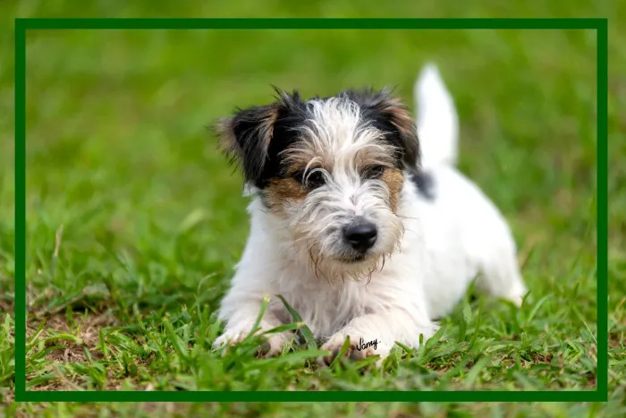 Filhote Jack Russell Terrier