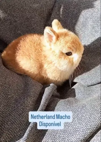 Filhote coelho Nederland Dwarf