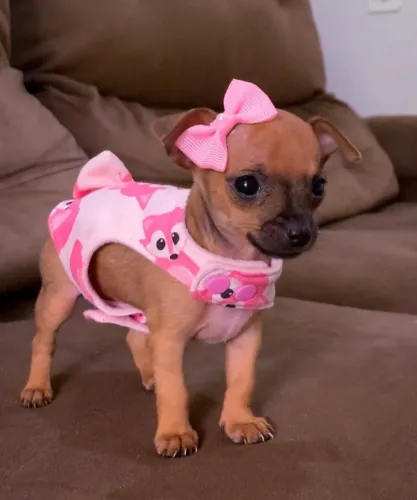Pinscher com cores e tamanhos 66 dias