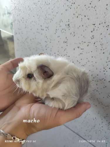Porquinho da índia