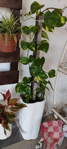 Vendo planta giboia com jarro!