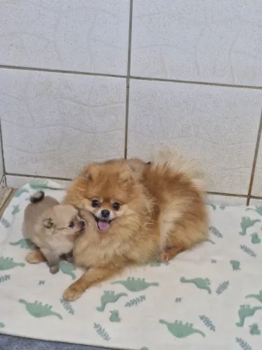 Filhotes fêmeas de Spitz Anão