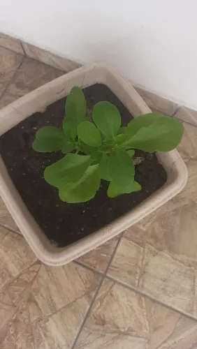 Vaso de Plantas
