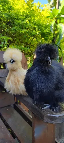 Pintinhos de sedosa do Japão