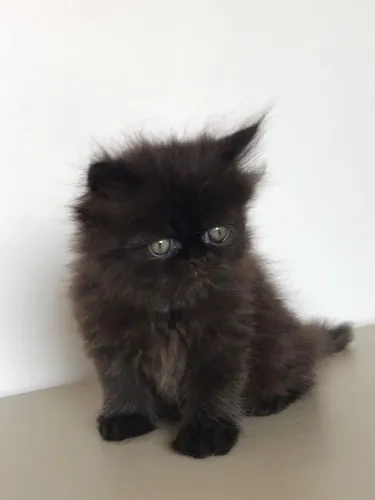 Gato Persa filhote com entrega rápida, não perca essa oportunidade