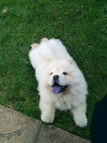 Filhote de Chow Chow o ursinho mais fofo que conquista a primeira vista 