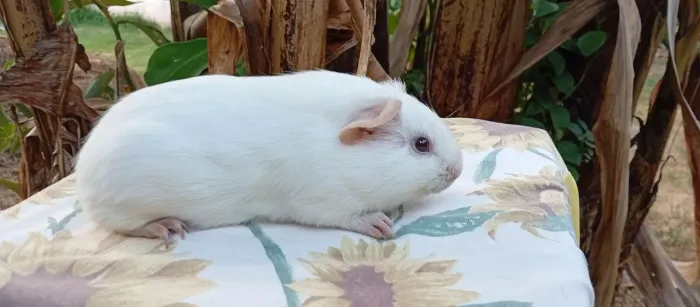 Filhote branco de porquinho da índia 