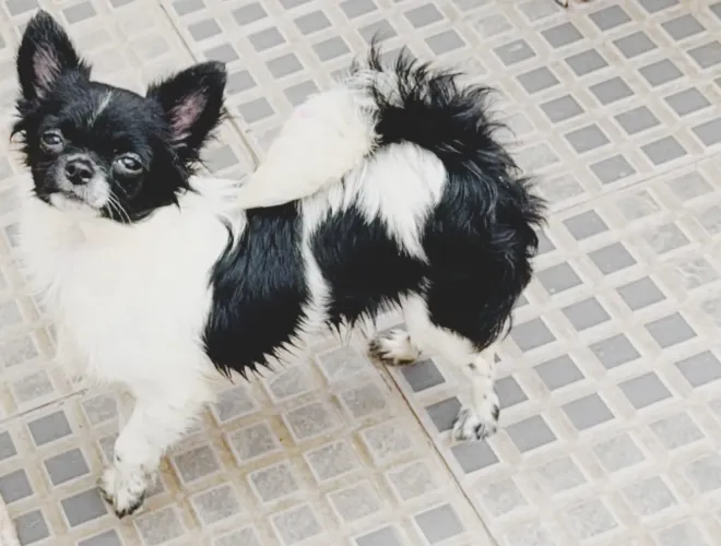 Machinho pelo longo com pedigree CBKC 