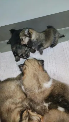 BRG - Lulu da Pomerânia - Spitz Alemão com Genética e Garantia