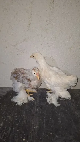 Pintinhos brahma