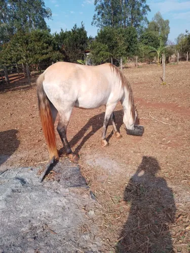 Vendo cavalo macho